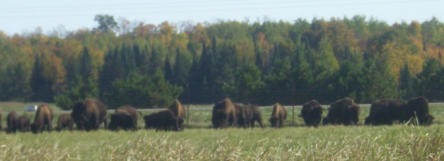 Family-Owned Bison Farm in Northern Wisconsin